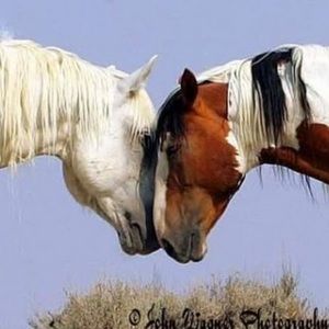 Meet your Posher, Jude